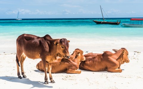 Wycieczka na Zanzibar z DiscoverAsia (4)-min.jpg